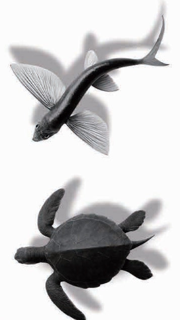 tatouage 3D poisson volant et tortue