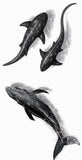 tatouage temporaire 3D requins et baleine