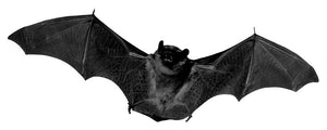 5 tatouages temporaires chauve souris