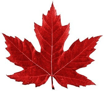Canadian maple leaf temporary tattoo 6cm