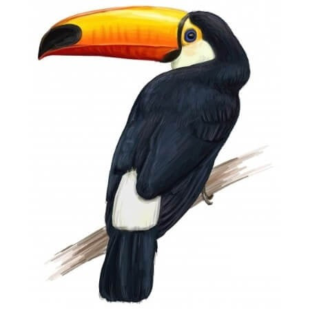 Tatouage temporaire toucan