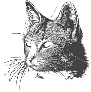 Tatouage temporaire chat