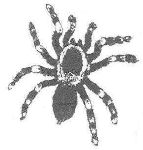 Tarentula spider temporary tattoo 3,5cm