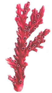 Marine coral exotic temporary tattoo 7,5cm