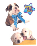 Pochette de tatouages temporaires furry friends