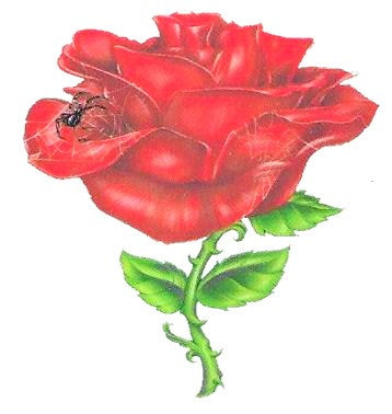 Tatouage éphémère araignée sur une rose