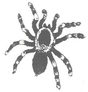 tatouage éphémère araignée