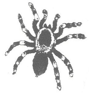 tatouage éphémère araignée